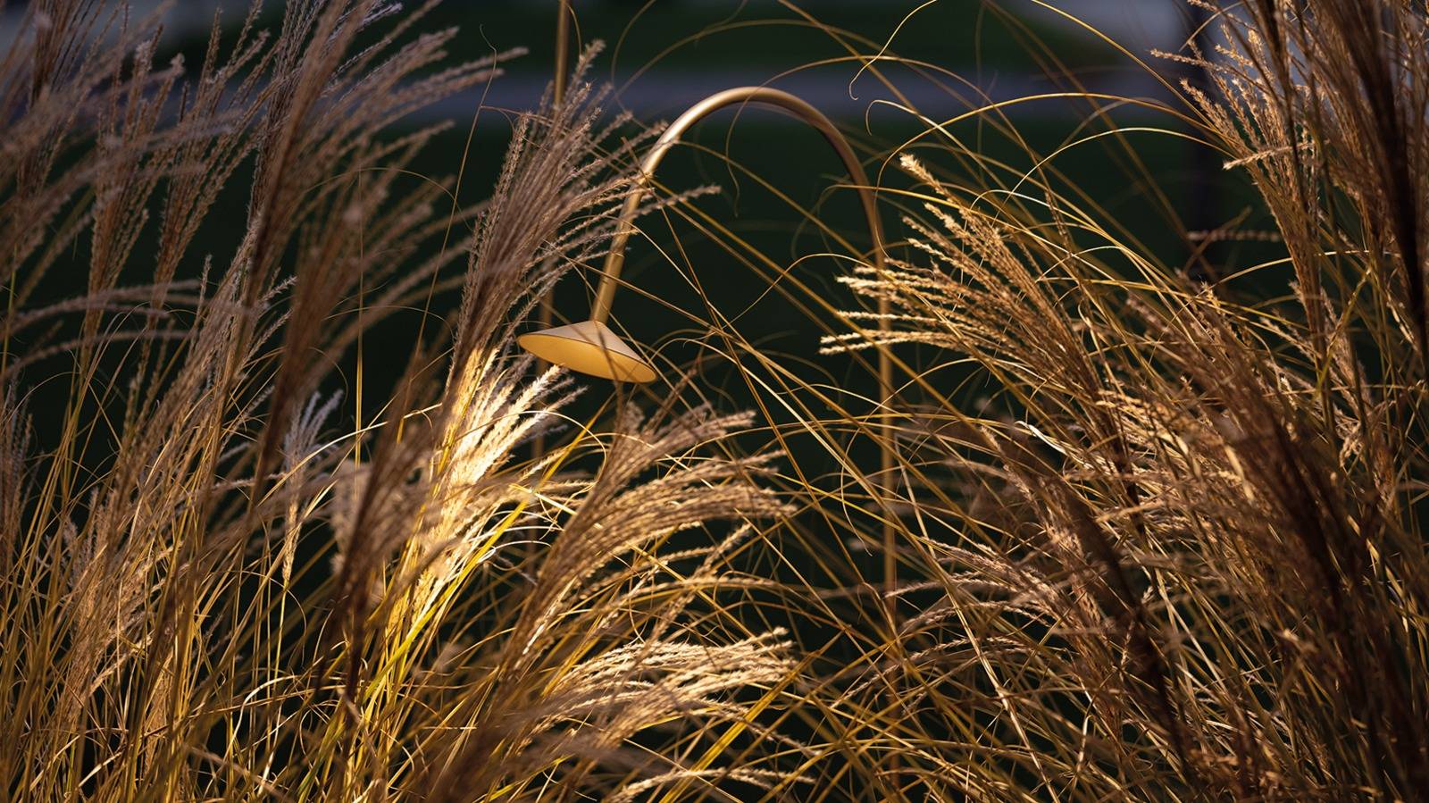 FLORA, SOFISTICATI GIOCHI DI LINEE